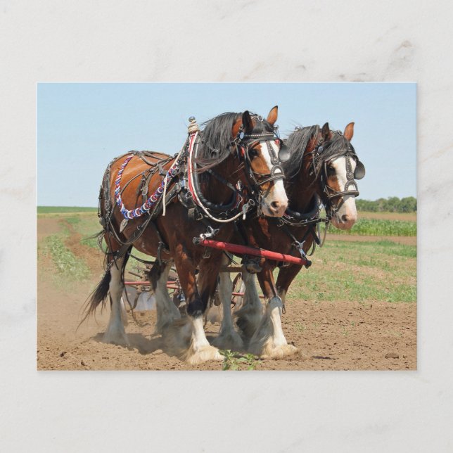 Horse Clydesdale Farming Photo Vykort (Framsida)