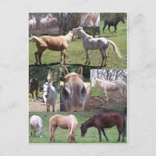 Horse Collage Vykort