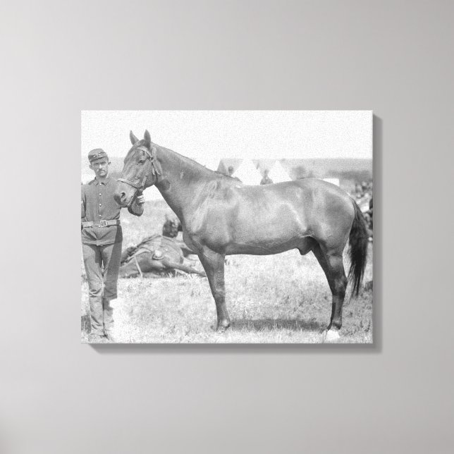 Horse "Comanche", Custers enda överlevande Canvastryck (Framsida)