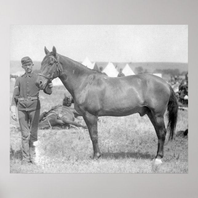 Horse "Comanche", Custers enda överlevande Poster (Framsidan)
