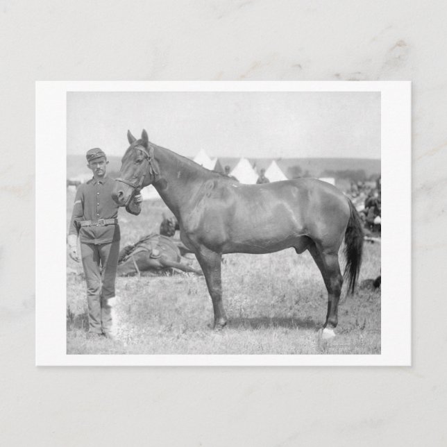 Horse "Comanche", Custers enda överlevande Vykort (Framsida)