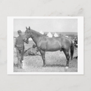 Horse "Comanche", Custers enda överlevande Vykort