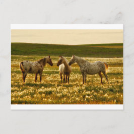 Horse Conference Vykort