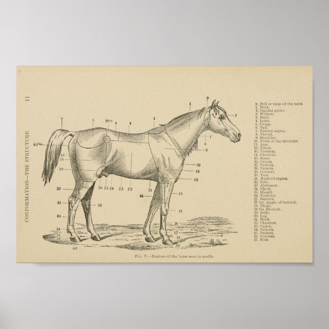 Horse Conformation Points Poster (Framsidan)