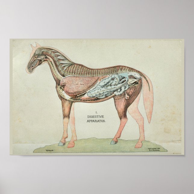 Horse Digestive Apparatus Internal Anatomy Print Poster (Framsidan)