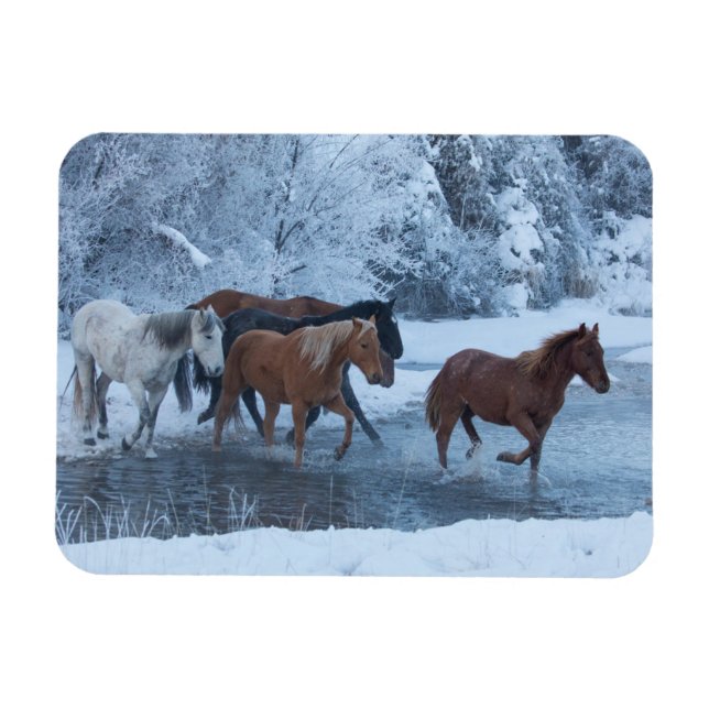 Horse Drive in Winter Magnet (Horisontell)