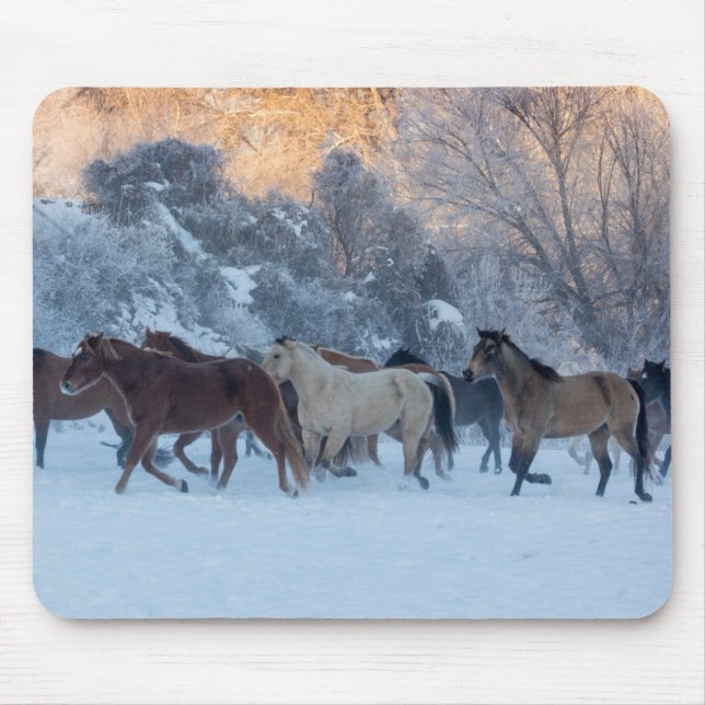 Horse Drive in Winter on Hideout Ranch Musmatta (Framsidan)