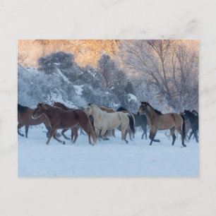 Horse Drive in Winter on Hideout Ranch Vykort