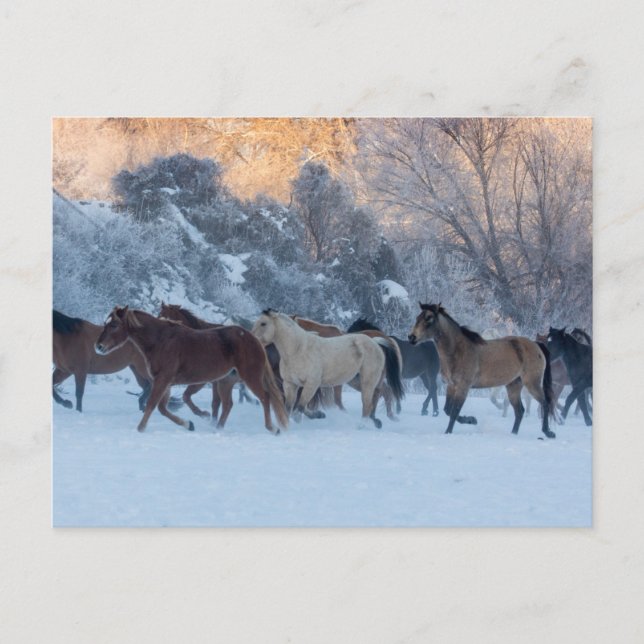 Horse Drive in Winter on Hideout Ranch Vykort (Framsida)