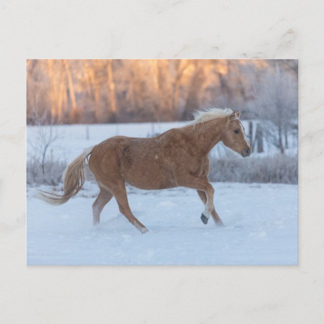 Horse Drive in Winter on Hideout Ranch Vykort (Framsida)