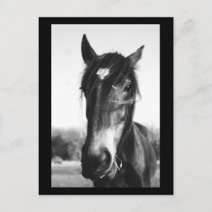 Horse Dunwich, England - vykort