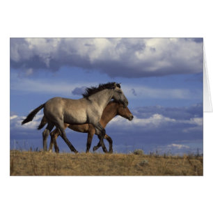 Horse Duo Hälsningskort