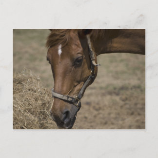 HORSE-FLYKTINGEN VYKORT