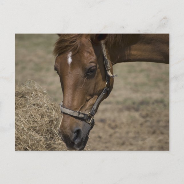 HORSE-FLYKTINGEN VYKORT (Framsida)