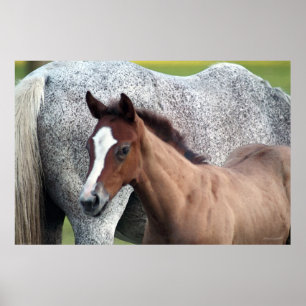 Horse Foal Art Poster -60 x 40 -andra storlekar