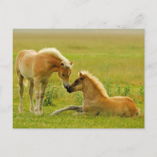 Horse Foals Vykort