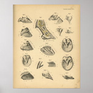 Horse Foot Hoof Anatomy 1908 Vintage Skriv ut Poster