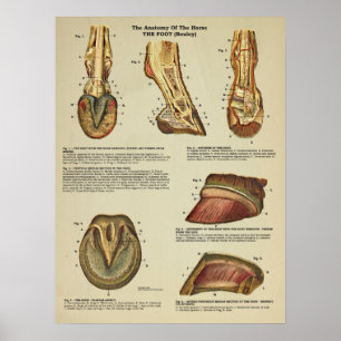 Horse Foot Hoof Anatomy Veterinary Chart Poster
