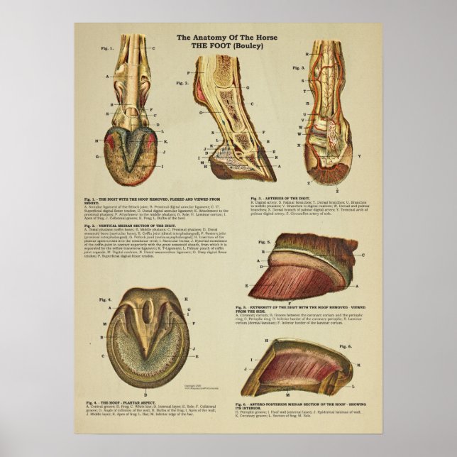 Horse Foot Hoof Anatomy Veterinary Chart Poster (Framsidan)