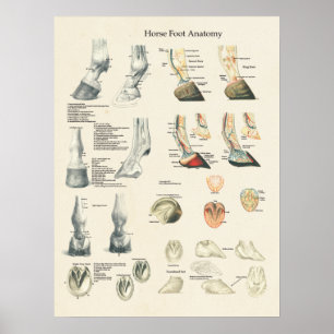 Horse Foot Hoof Leg Anatomy Farrier Chart Poster
