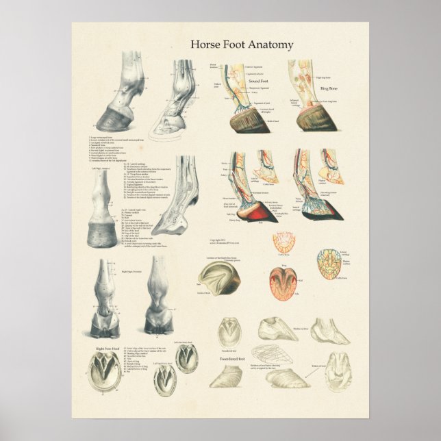Horse Foot Hoof Leg Anatomy Farrier Chart Poster (Framsidan)