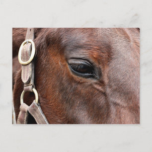 Horse-foto Vykort