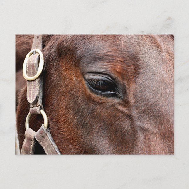 Horse-foto Vykort (Framsida)