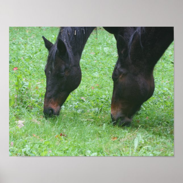 Horse Friends BFF Grazing Animal Poster (Framsidan)