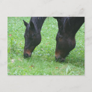 Horse Friends Grazing Animal Postcard Vykort