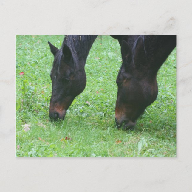 Horse Friends Grazing Animal Postcard Vykort (Framsida)