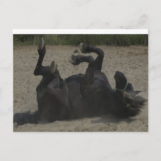 HORSE FROLICKING VYKORT (Framsida)