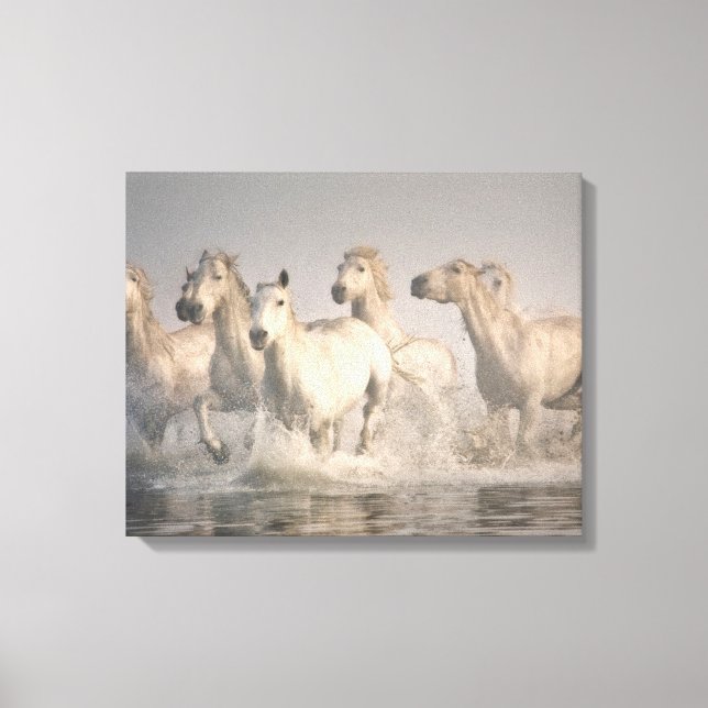 Horse Galloping i Medelhavet Vatten Canvastryck (Framsida)