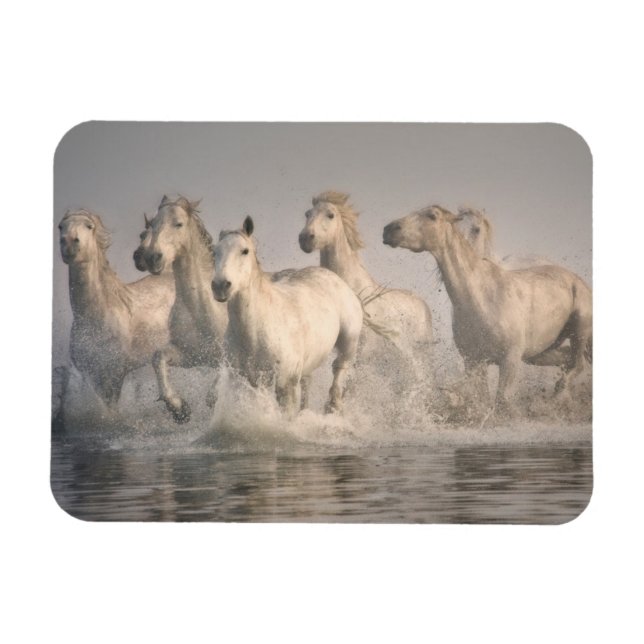 Horse Galloping i Medelhavet Vatten Magnet (Horisontell)