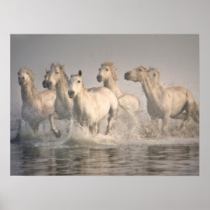 Horse Galloping i Medelhavet Vatten Poster
