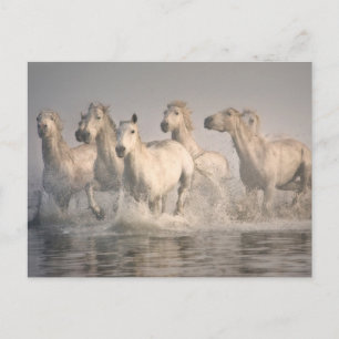 Horse Galloping i Medelhavet Vatten Vykort
