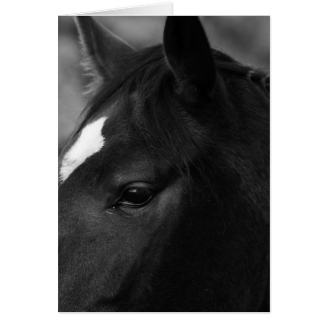 Horse gccna hälsningskort (Framsidan)