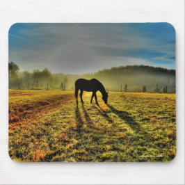 Horse Grasing at Sunrise in Misty Fält Photo Musmatta