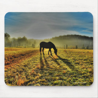 Horse Grasing at Sunrise in Misty Fält Photo Musmatta