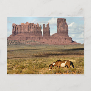 Horse Grazing, Monument Valley, UT Vykort