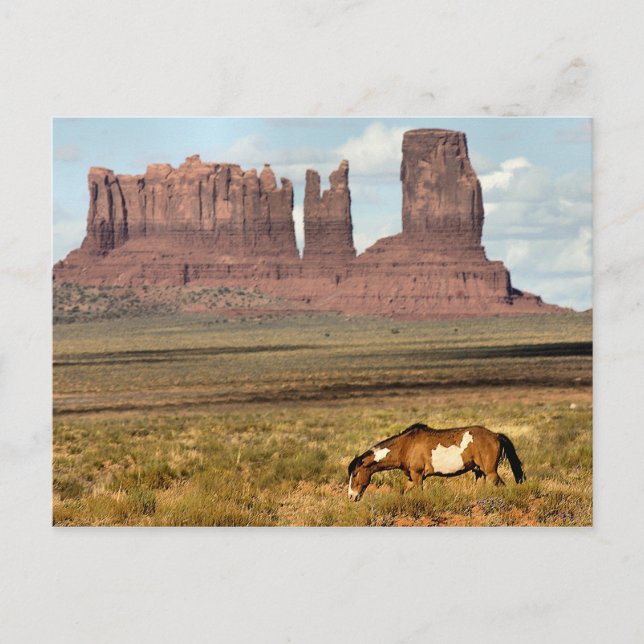 Horse Grazing, Monument Valley, UT Vykort (Framsida)
