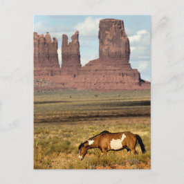 Horse Grazing, Monument Valley, UT Vykort