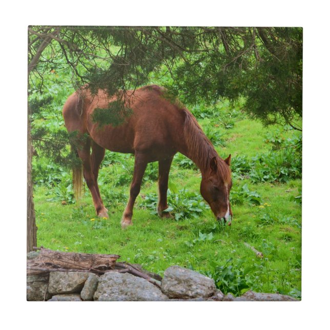 Horse Grazing Tile Kakelplatta (Framsidan)