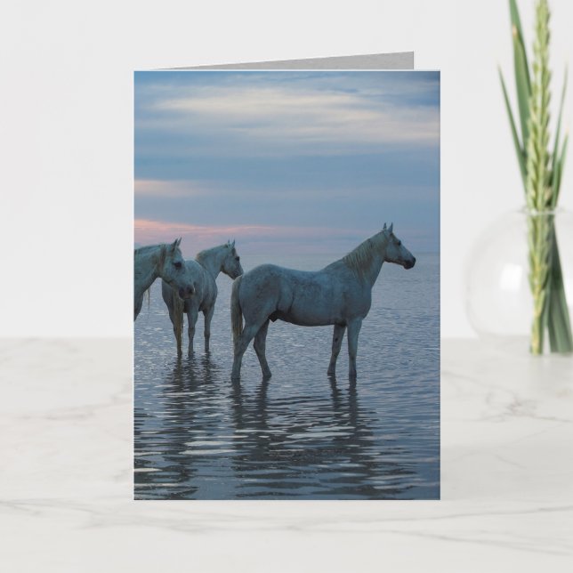 Horse Greeting Card - Camargue för hästar Kort (Framsida)
