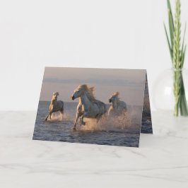 Horse Greeting Card - Camargue Horses' Sunset Spri Kort