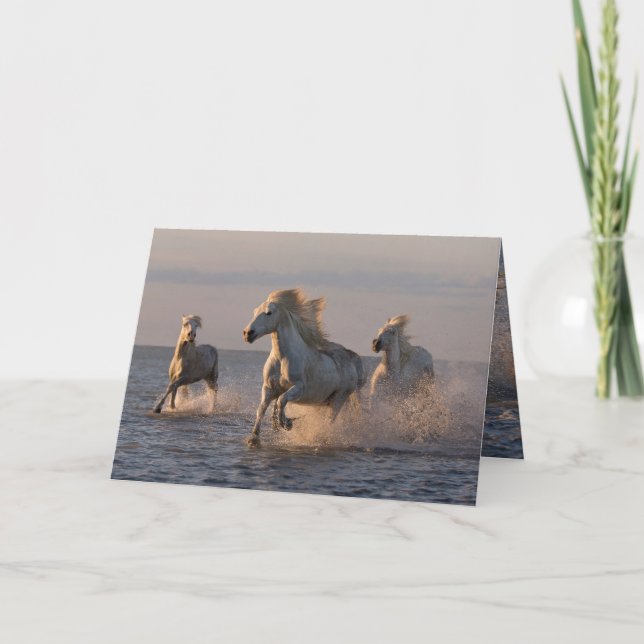 Horse Greeting Card - Camargue Horses' Sunset Spri Kort (Framsida)