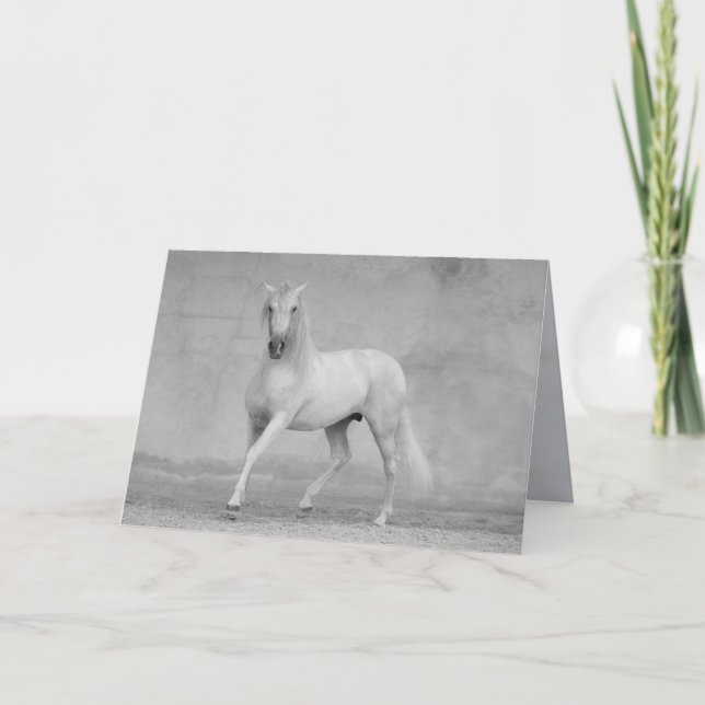 Horse Greeting Card - Klassisk spansk hingst Kort (Framsida)
