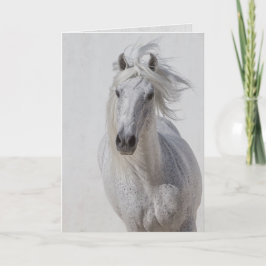 Horse Greeting Card - vit hallion Springa Up Kort