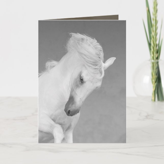 Horse Greeting Card - Vit hingst Tosses Head Kort (Framsida)