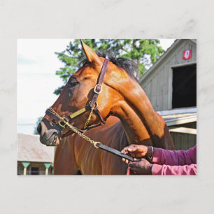 Horse Haven Barn #47 på Saratoga Vykort