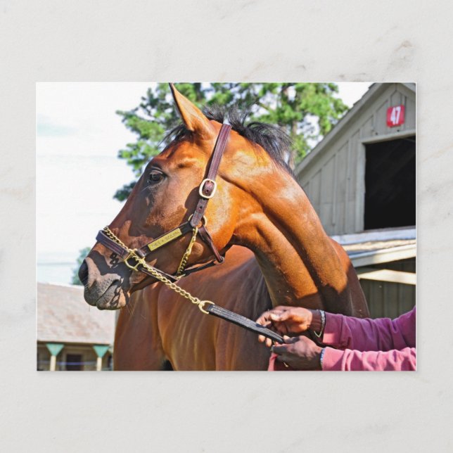 Horse Haven Barn #47 på Saratoga Vykort (Framsida)